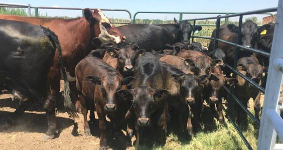 Full Blood Wagyu, F1 and F2 Crosses, Cattle for Sale